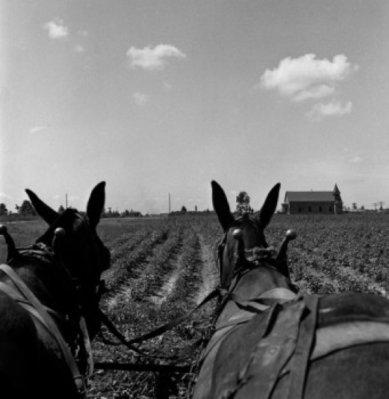 Horses Working on Farm Poster Print - 18 x 24 in.