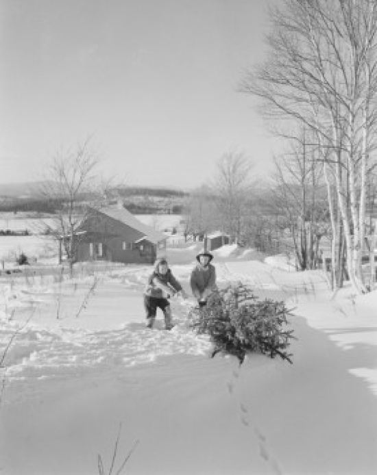 Children Dragging Christmas Tree Toward Home Poster Print - 18 x 24 in.