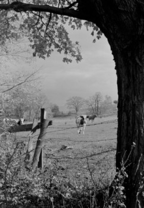Pasture with Cows Poster Print - 18 x 24 in.