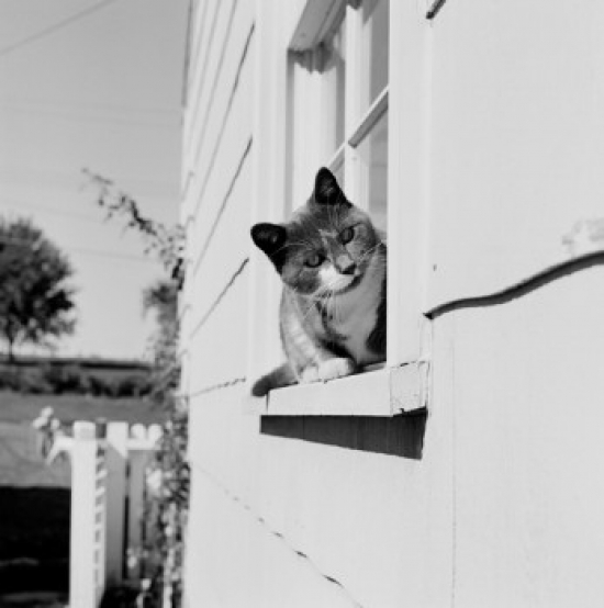 Cat Sitting on Windowsill Poster Print - 18 x 24 in.