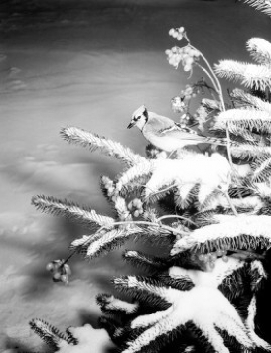 Bird Perching on Pine Tree Branch Covered by Snow Poster Print - 18 x 24 in.