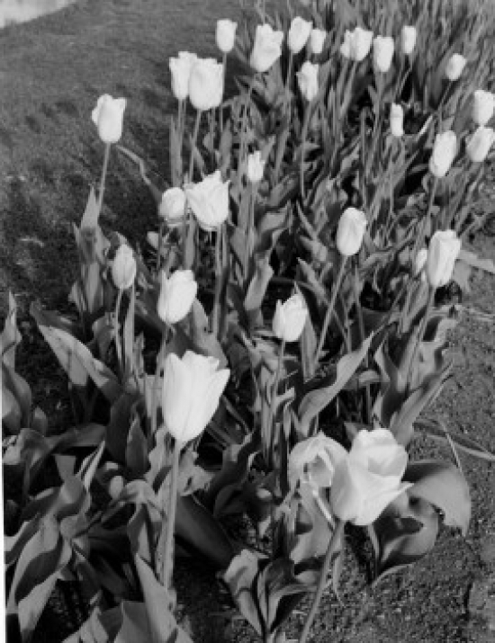 Holland Tulips Poster Print - 18 x 24 in.