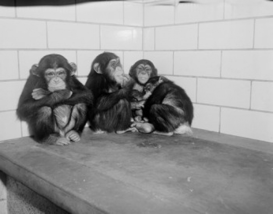 USA New York State New York City Common Chimpanzees Pan Troglodytes Relaxing at Bronx Zoo Poster Print - 18 x 24 in.