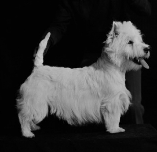 West Highland Terrier Poster Print - 18 x 24 in.