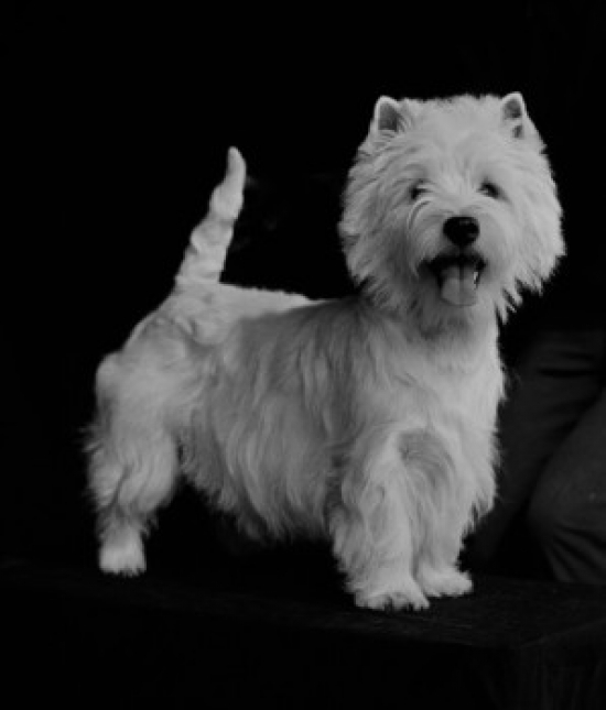 West Highland Terrier Poster Print - 18 x 24 in.