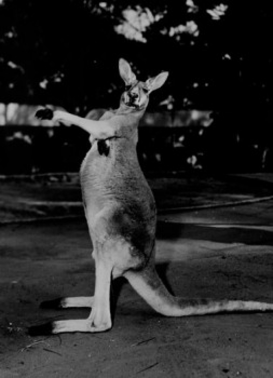 Kangaroo Portrait Poster Print - 18 x 24 in.