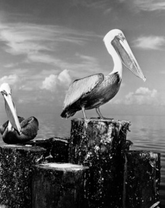 Pelicans Perching on Wooden Breakwater Poster Print - 18 x 24 in.