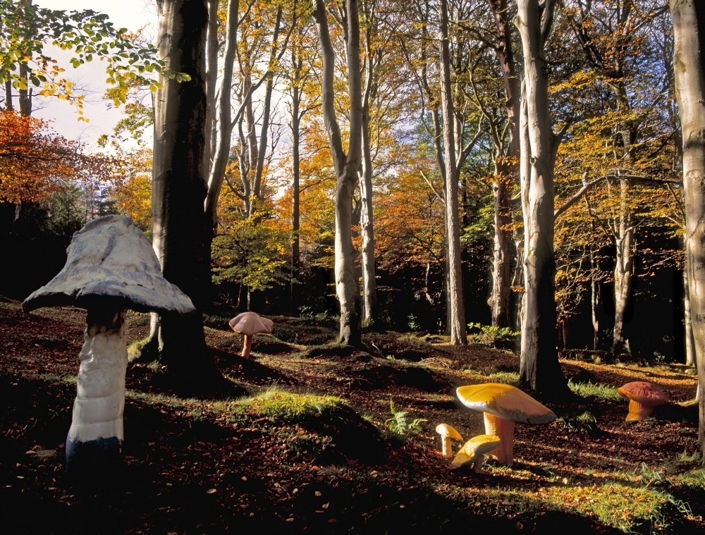 Mushrooms in a Forest Poster Print by The Irish Image Collection - 16 x 12