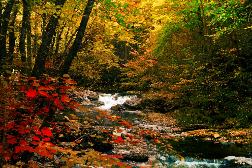 Mountain Stream Poster Print by Jerome Andrews - 26 x 18 in.