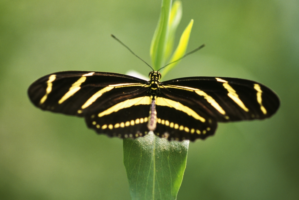 Butterfly Poster Print by Natural Selection Craig Tuttle - 18 x 12