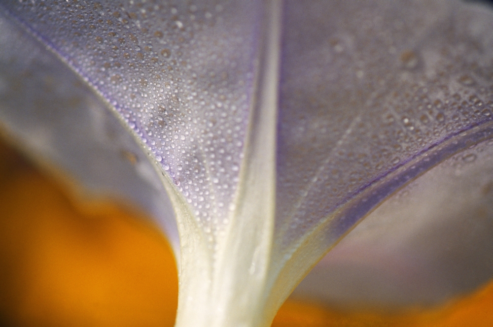 DPI1788408 Underside of A Flower Blossom with Dew Poster Print by Natural Selection Craig Tuttle, 18 x 12