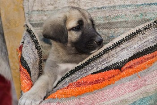 Middle East Turkey Cappadocia Dog Poster Print by Jan & Stoney Edwards - 20 x 13 in.