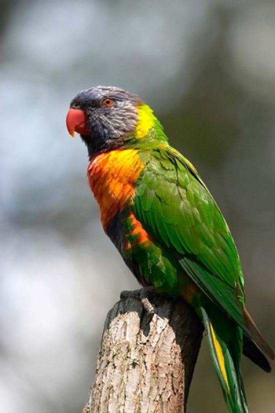 Rainbow Lorikeet Australia Close Up Poster Print by David Wall - 17 x 26 in.