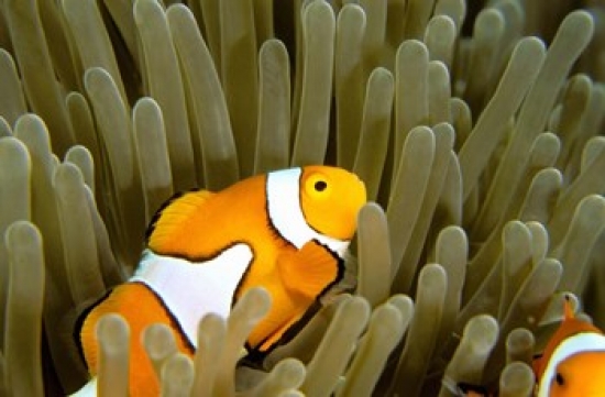 Australia Great Barrier Reef Clown Fish Poster Print by Micah Wright - 27 x 18 in.