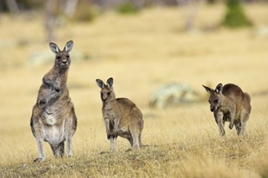 PDDAU01MZW0099 Eastern Grey Kangaroo Group Standing Upright Poster Print by Martin Zwick - 18 x 12 in.