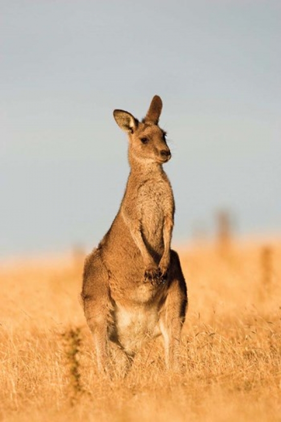 PDDAU01MZW0101 Eastern Grey Kangaroo Portrait During Sunset Poster Print by Martin Zwick - 12 x 18 in.