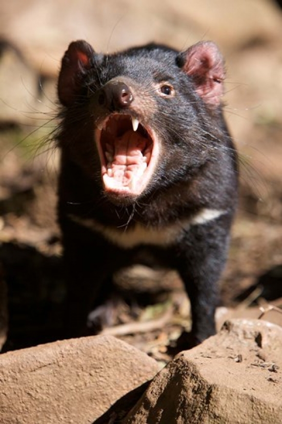 Angry Tasmanian Devil Poster Print by Rebecca Jackrel - 17 x 26 in.
