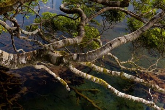 New Zealand Silver Beech Tree Branches Poster Print by Jaynes Gallery - 20 x 13 in.