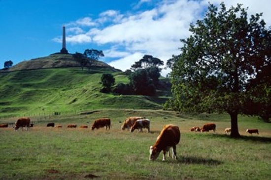 Cows One Tree Hill Auckland Poster Print by David Wall