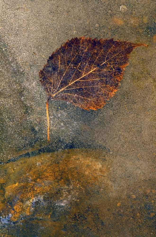 Frozen Leaf Poster Print by Natural Selection Tony Sweet, 12 x 18