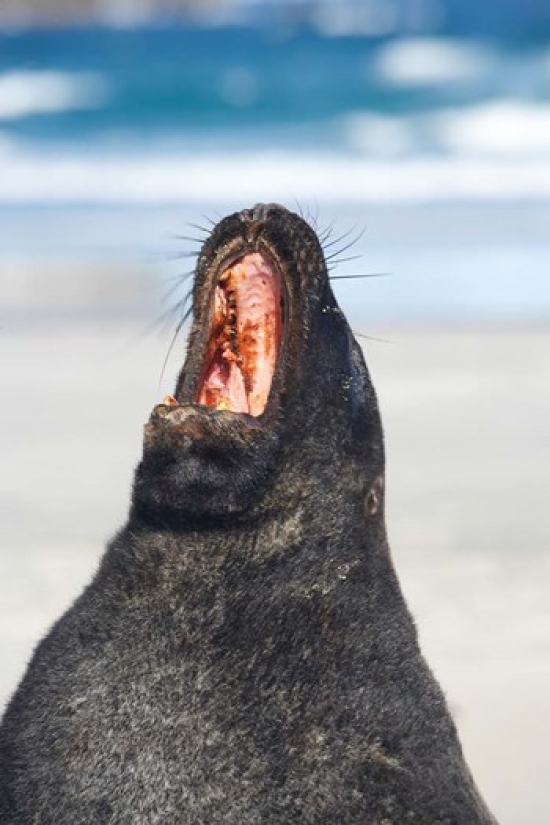 PDDAU02DWA6536 Sea Lion Sandfly Bay Otago South Island New Zealand Poster Print by David Wall - 24 x 35 in.