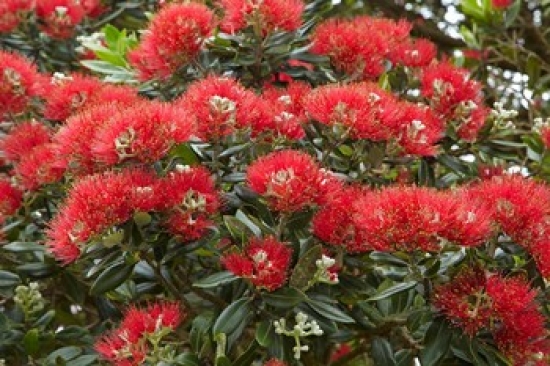 Native Pohutukawa Flowers Bay of Islands New Zealand Poster Print by David Wall - 29 x 19 in.