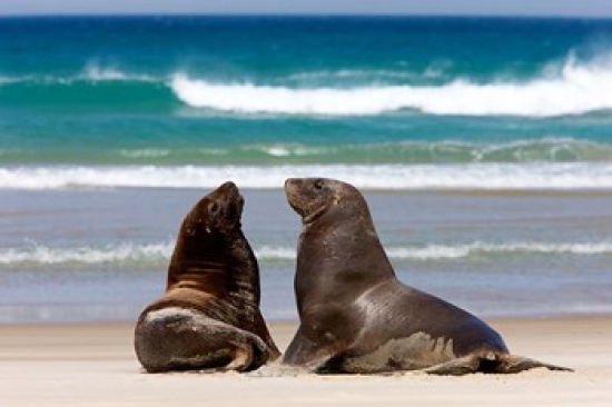 PDDAU02RJA0019 New Zealand South Island Hookers Sea Lion Poster Print by Rebecca Jackrel - 29 x 19 in.
