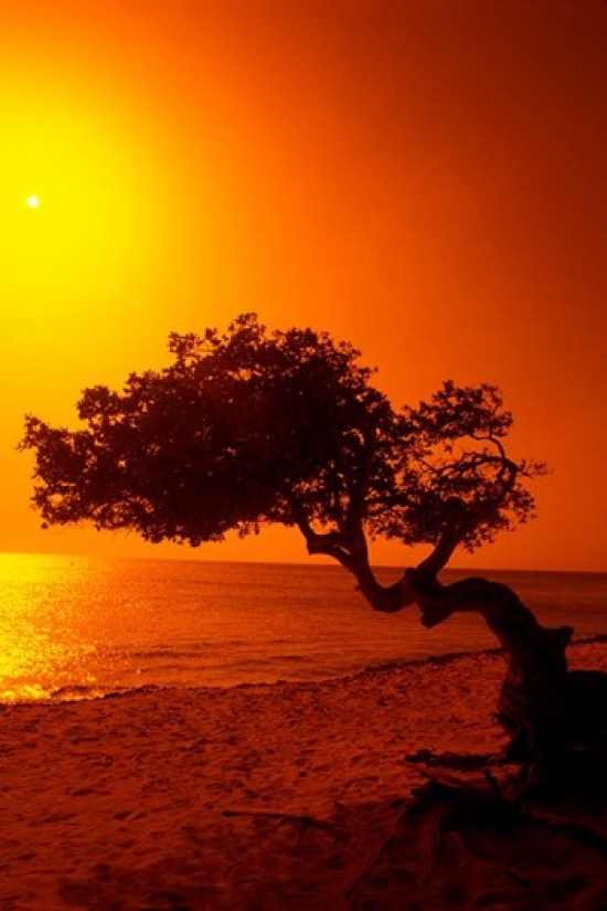 PDDCA04BBA0007 Lone Divi Divi Tree at Sunset Aruba Poster Print by Bill Bachmann - 19 x 28 in.