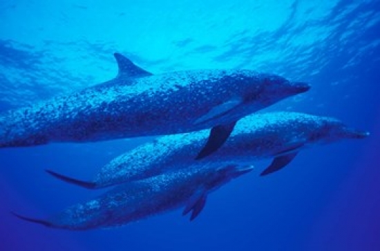 PDDCA05MWE0001 Three Spotted Dolphins Bahamas Caribbean Poster Print by Michele Westmorland - 36 x 24 in.