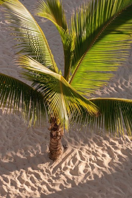 PDDCA14LEN0219 Palm Tree Bavaro Beach Higuey Punta Cana Dominican Republic Poster Print by Lisa S. Engelbrecht