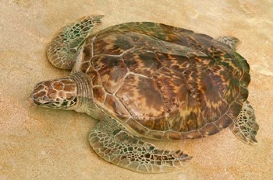 PDDCA35MDE0102 St Vincent Grenadines Old Hegg Turtle Sanctuary Poster Print by Michael Defreitas - 26 x 18 in.