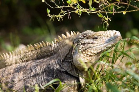 PDDCA42GJO0068 Iguanas Lizard Cayman Islands Caribbean Poster Print by Greg Johnston - 26 x 18 in.