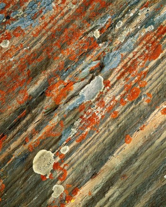 PDDCN01CGU0010 Lichens on Stone Banff Np Alberta Canada Poster Print by Charles Gurche - 30 x 37 in.