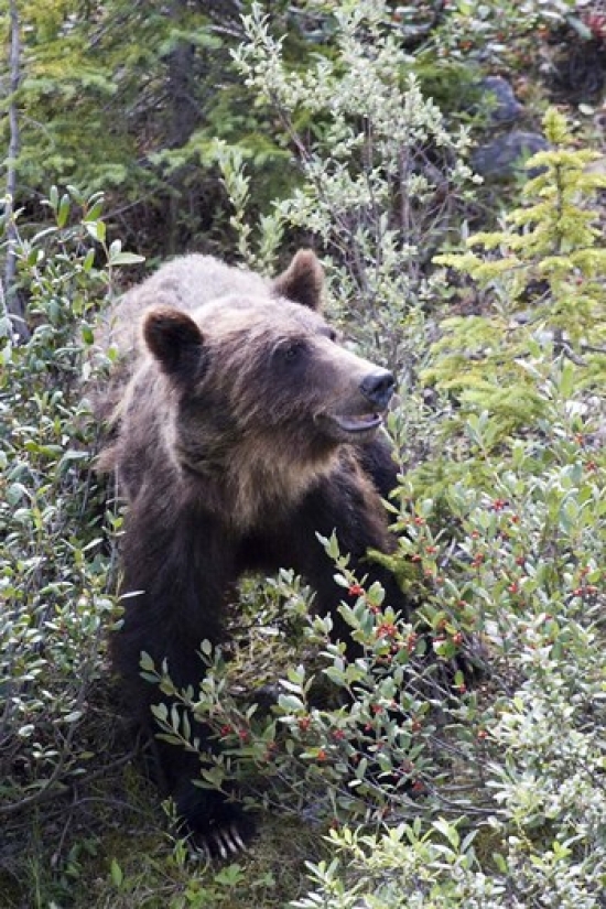 Grizzly Bear in Kootenay National Park Canada Poster Print by Diane Johnson - 17 x 26 in.