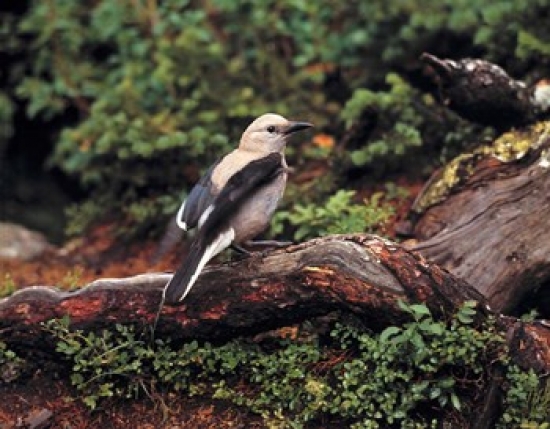 PDDCN01RER0053 Clarks Nutcrackers Bird in Banff Np Alberta Poster Print by Ric Ergenbright - 26 x 20 in.