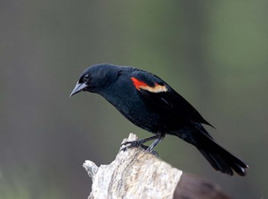 PDDCN02CSL0060 British Columbia Red-Winged Blackbird Poster Print by Charles Sleicher - 25 x 19 in.