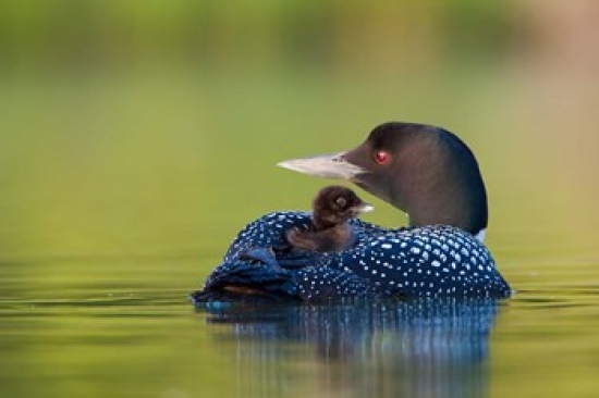 British Columbia Common Loons Poster Print by Gary Luhm - 26 x 18 in.