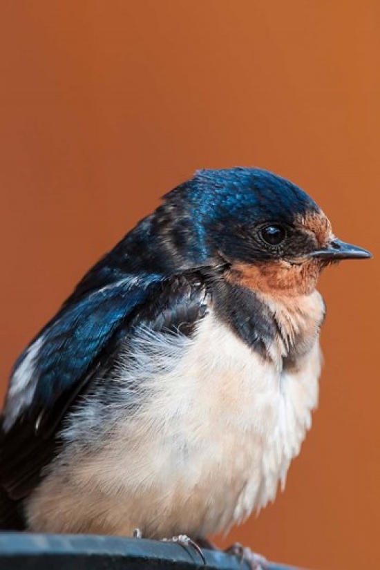 Barn Swallow Great Bear Rainforest British Columbia Canada Poster Print by Michael Defreitas
