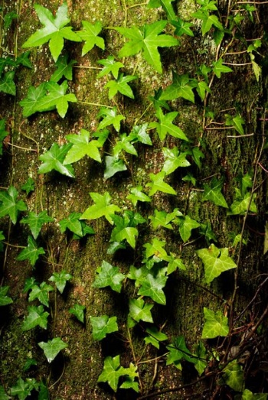 PDDCN02PCL0074 Red Cedar English Ivy Stanley Park British Columbia Poster Print by Paul Colangelo - 18 x 26 in.