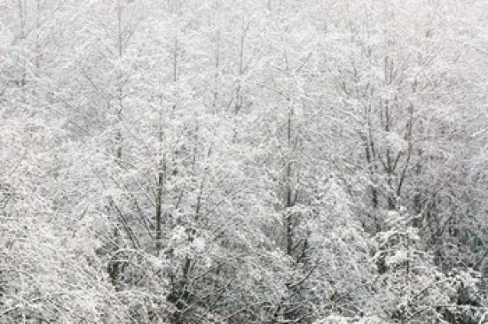 Snow-Covered Trees Stanley Park British Columbia Poster Print by Paul Colangelo - 26 x 17 in.