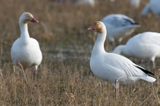 British Columbia Westham Island Snow Goose Bird Poster Print by Rick a Brown - 20 x 13 in.