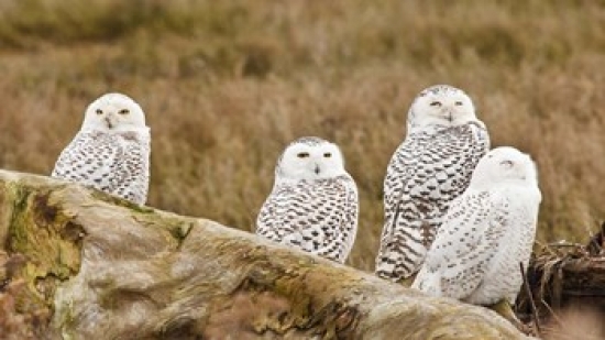 PDDCN02RBR0022 Flock of Snowy Owl Boundary Bay British Columbia Canada Poster Print by Rick a Brown - 20 x 11 in.