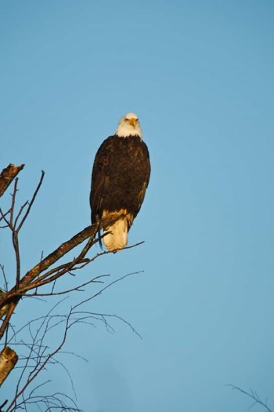 Bald Eagle Vancouver British Columbia Canada Poster Print by Rick a Brown - 18 x 26 in.