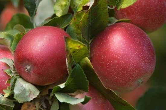 PDDCN02RTI0077 Apples Okanagan Valley British Columbia Canada Na Poster Print by Rob Tilley - 26 x 18 in.