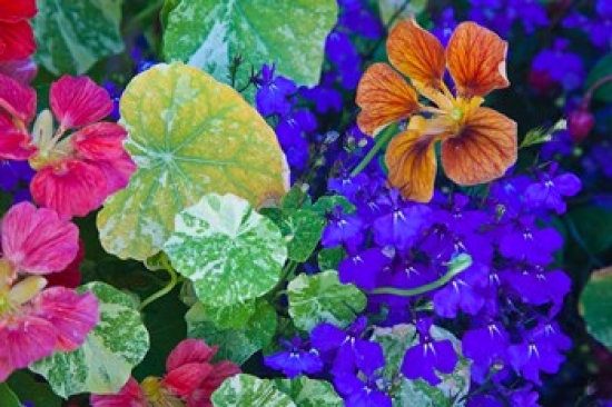 PDDCN02TEG0088 British Columbia Victoria Flowerboxes Poster Print by Terry Eggers - 29 x 19 in.