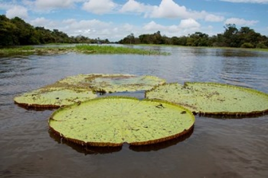 PDDSA04CMI0153 Giant Amazon Lily Pads Valeria River Boca da Valeria Amazon Brazil Poster Print by Cindy Miller Hopkins