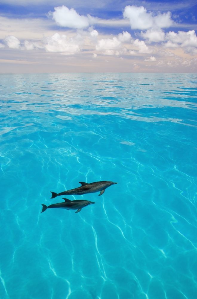 Atlantic Spotted Dolphins Poster Print by Carson Ganci, 22 x 34 - Large