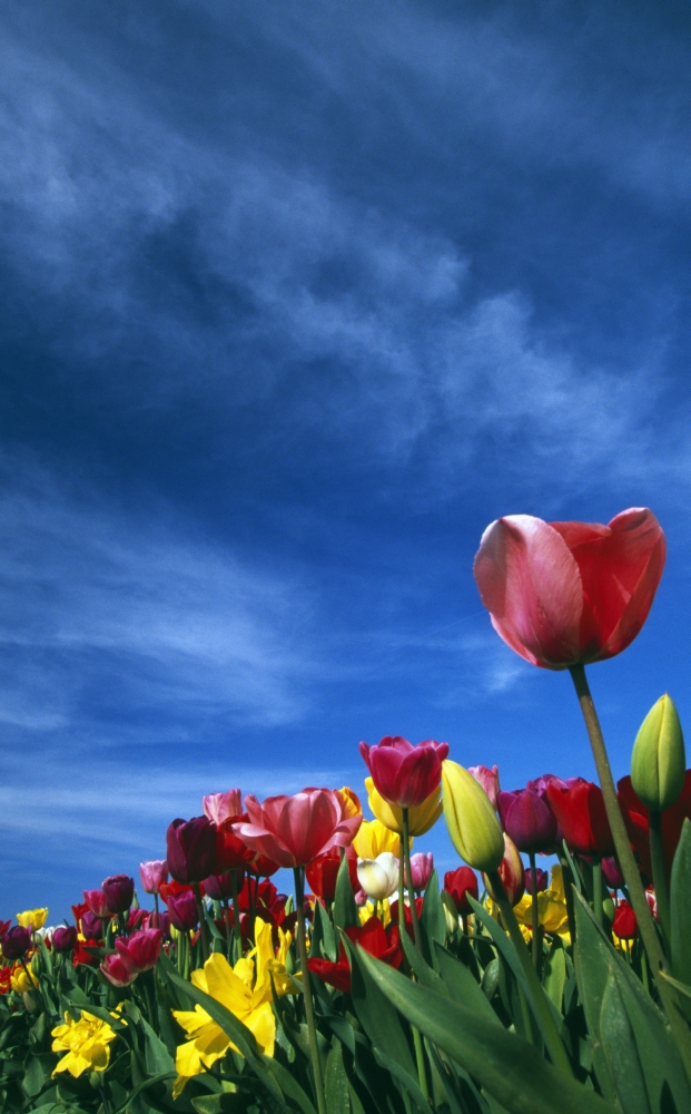 Tulips in Field Poster Print by Natural Selection Craig Tuttle - 24 x 38 - Large