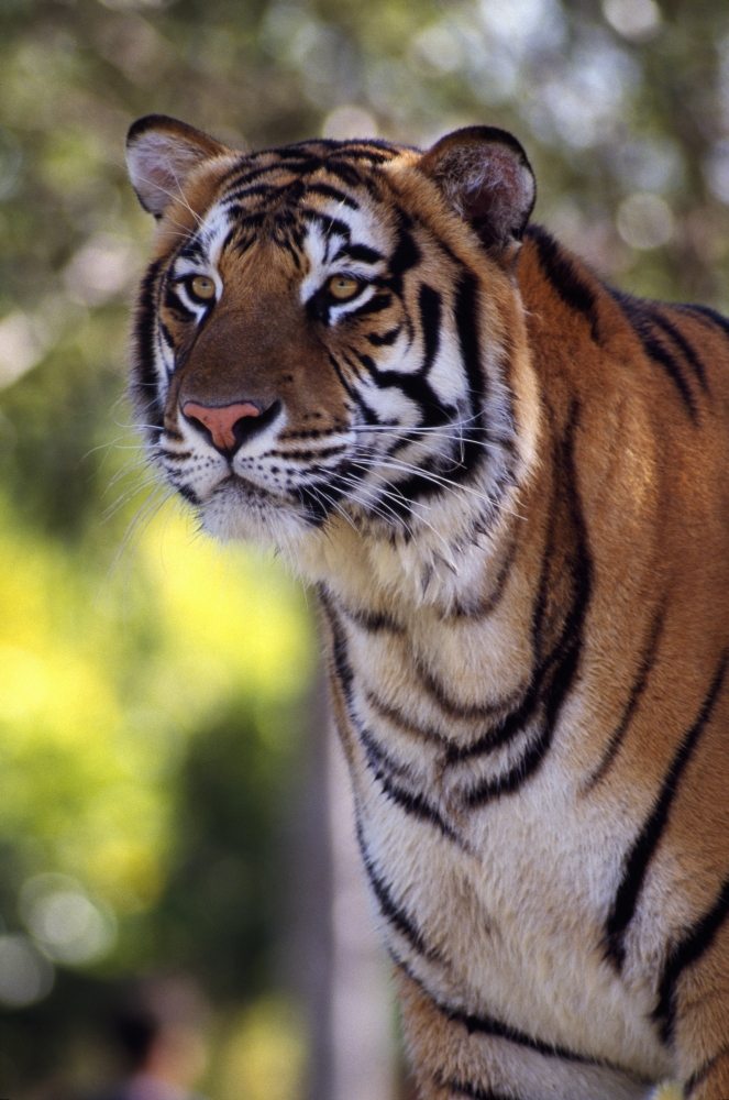 Bengal Tiger Poster Print by Natural Selection Ralph Curtin - 12 x 18
