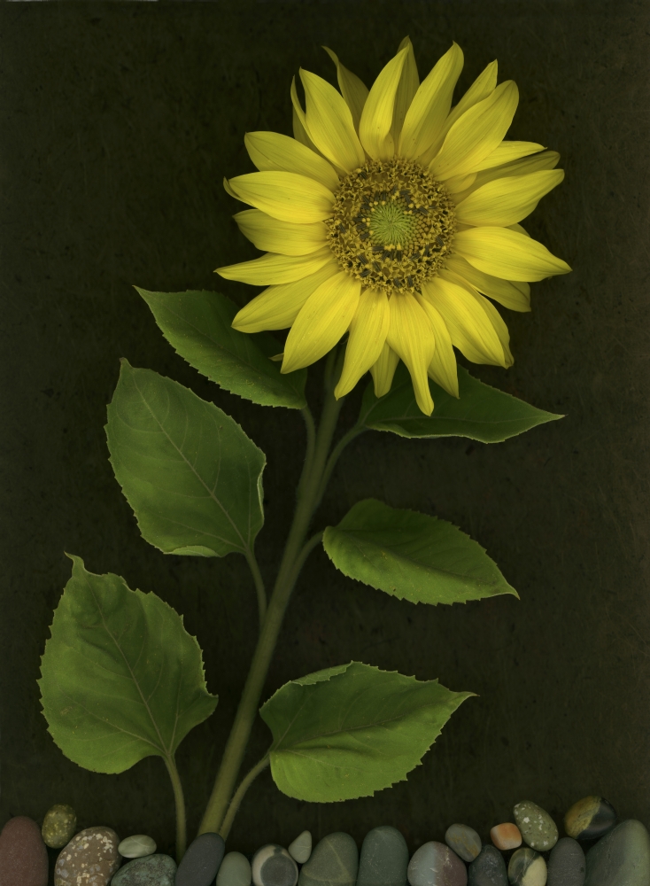 Sunflower with Rocks Poster Print by Deddeda, 12 x 16